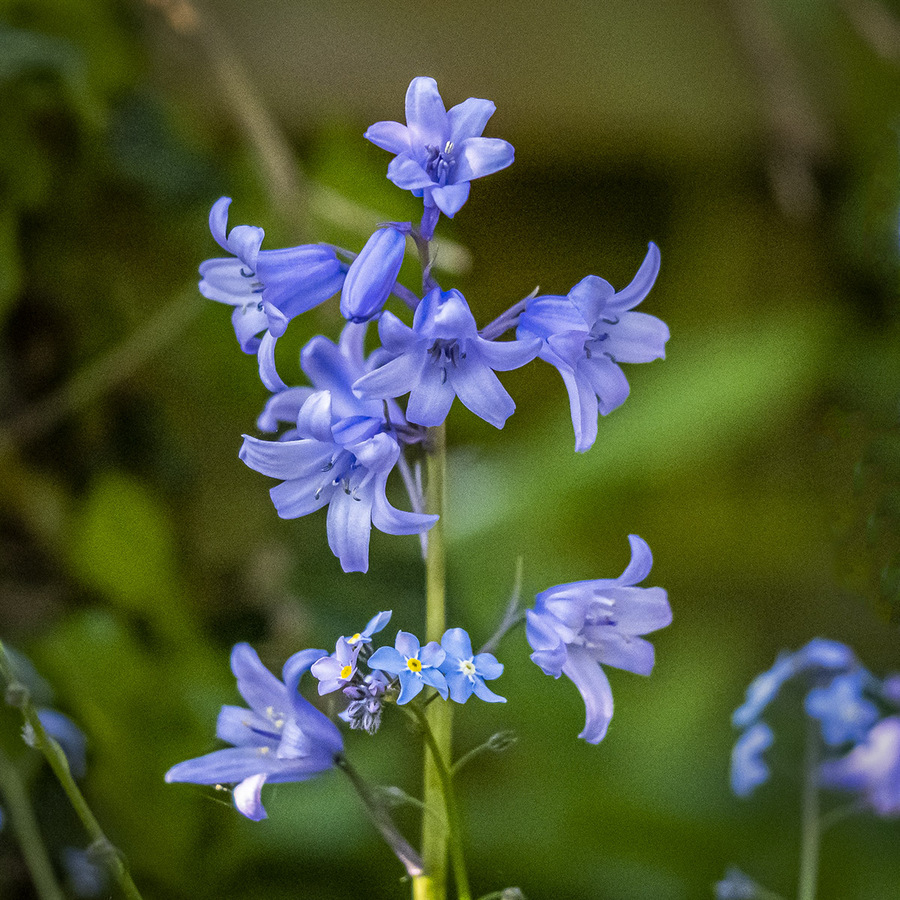 Bluebell & Forget me Not